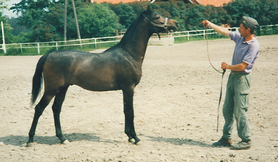 Ekstern