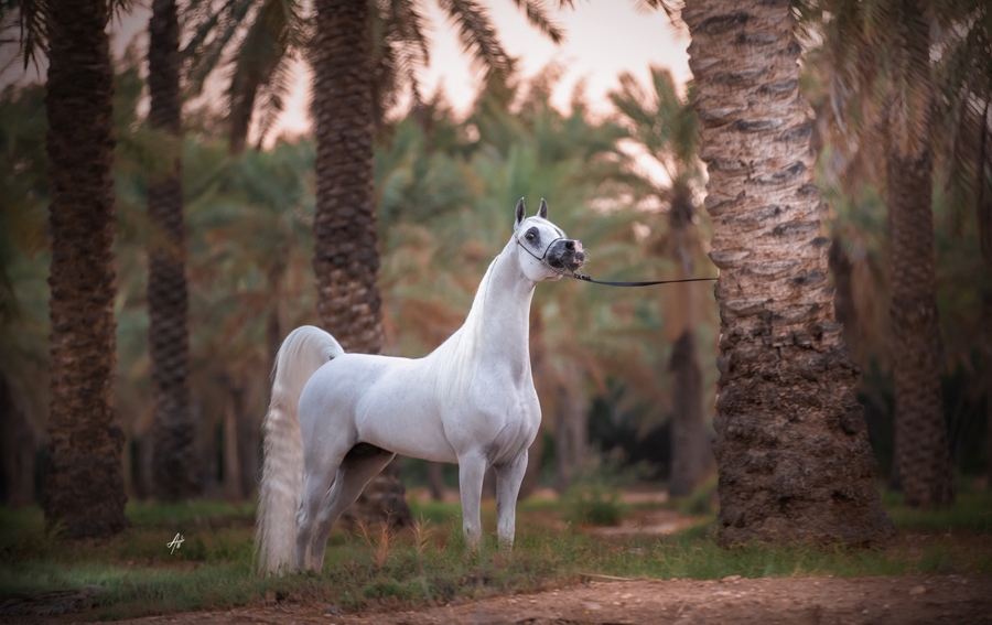  6. Excalibur, Ch Stallion