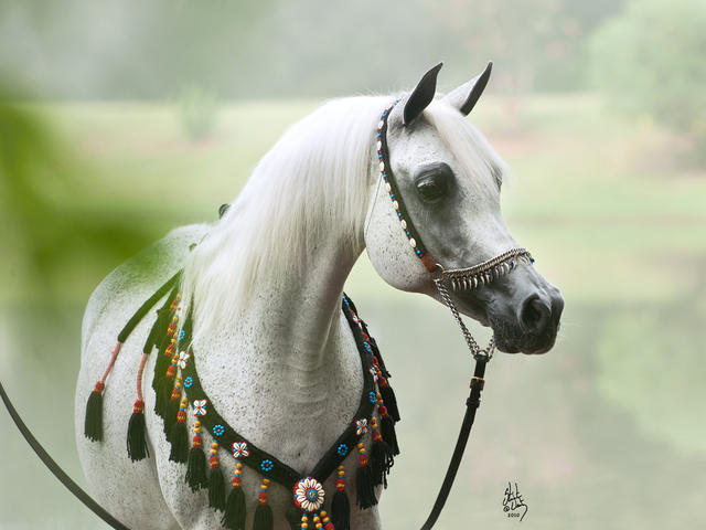 negma al shaqab head nice