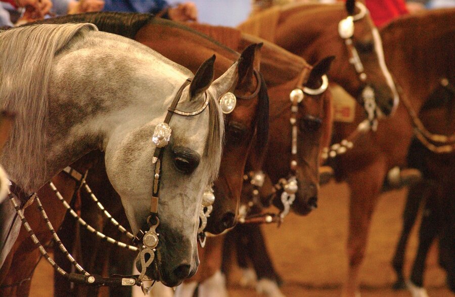 western heads line up