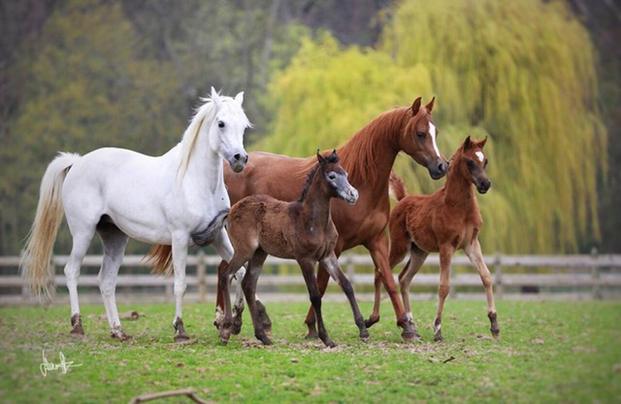 mares and foals 2 33d0823c5a1e