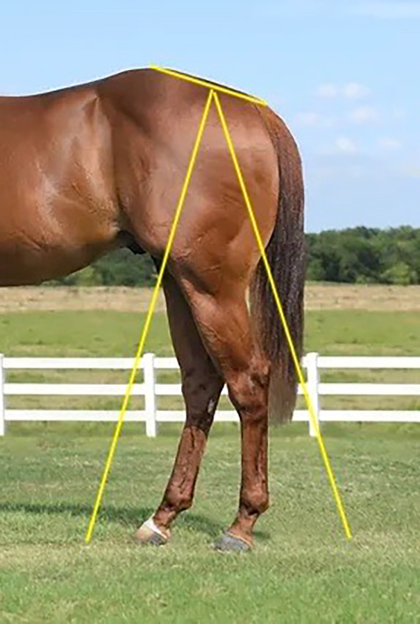 racing quarter horse croup