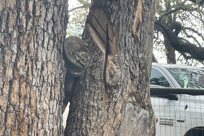 View of Naseem’s trapped leg from back side of tree.