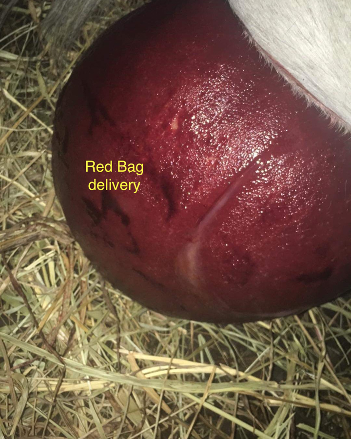 Reg Bag