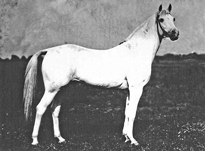Blood Ties: The Arabian-Trakehner Connection