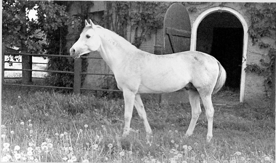 Fetysz in his paddock at Trakehnen Menzendorf photo