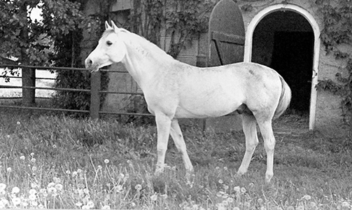 The Mystery of General Patton’s White ...