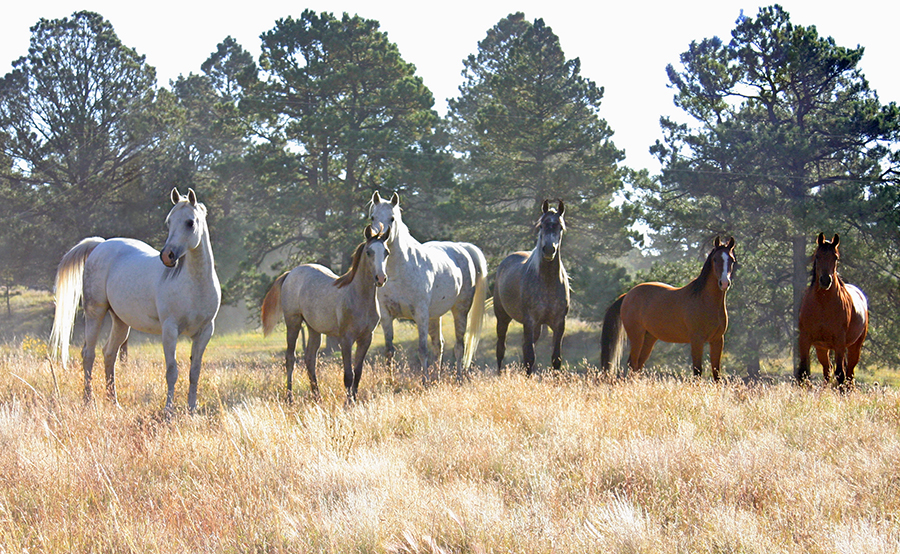 wintersteen arabians horse standing in pasture
