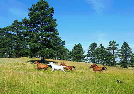 Wintersteen Arabians — Summer of 2007