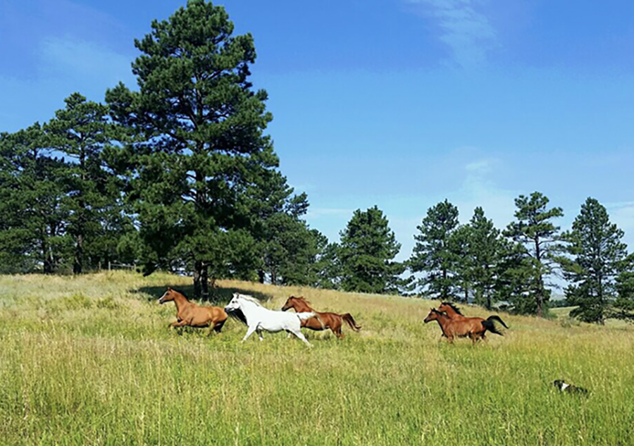 Wintersteen Arabians horses running pasture