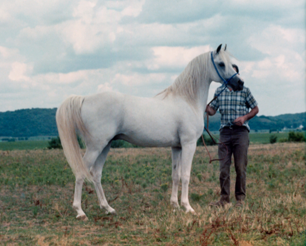  Prince Hal (Tripoli x Dharebah)