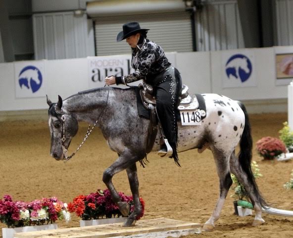 Wyatt Earp also carried owner, Patty Romero, to U.S. National Champion Trail ATR, plus a Reserve 