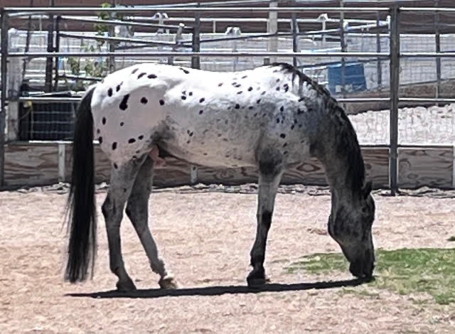 Wyatt Earp