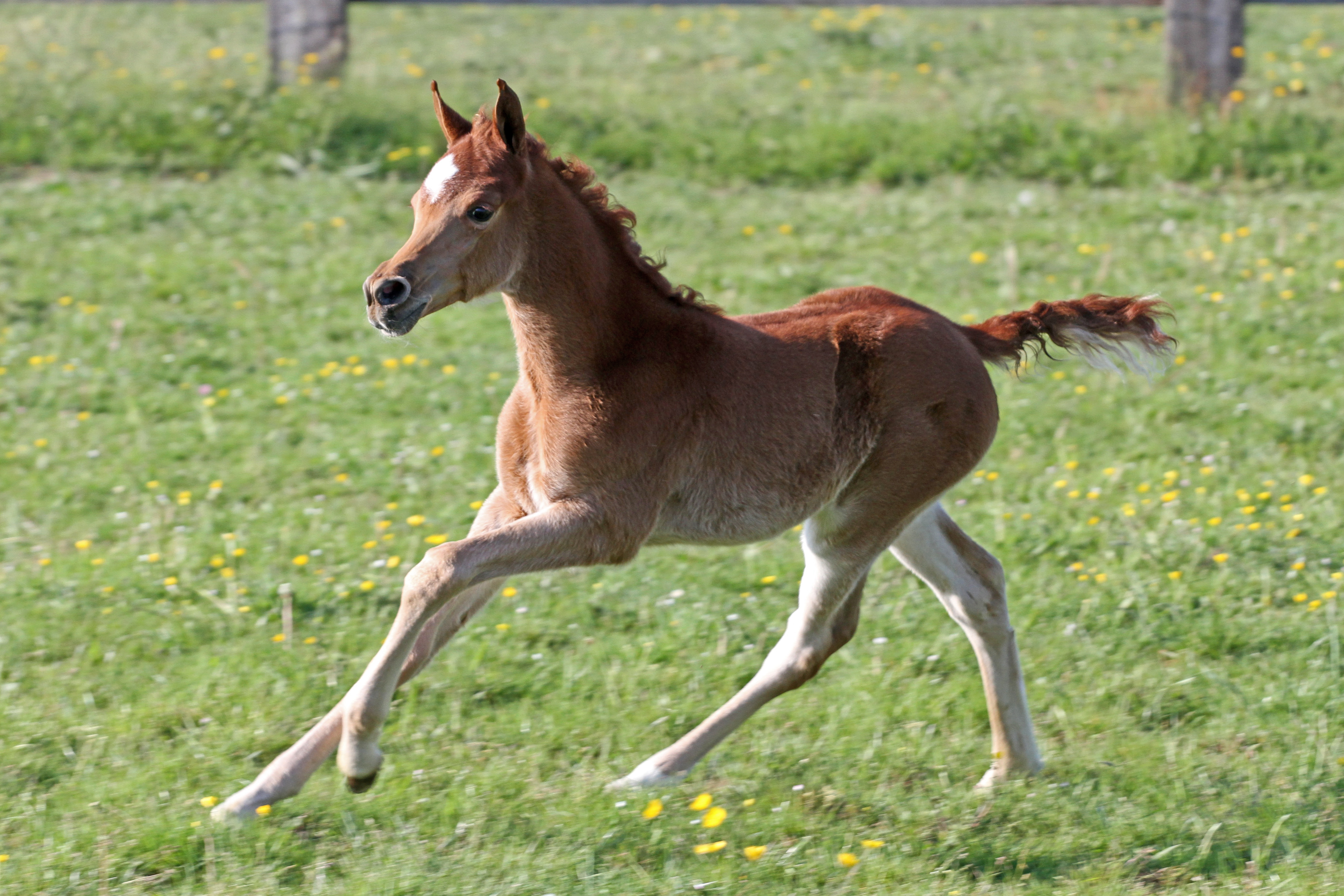 Agmal Mehabi Al Wahab AA x Melina El Madan 2025 filly