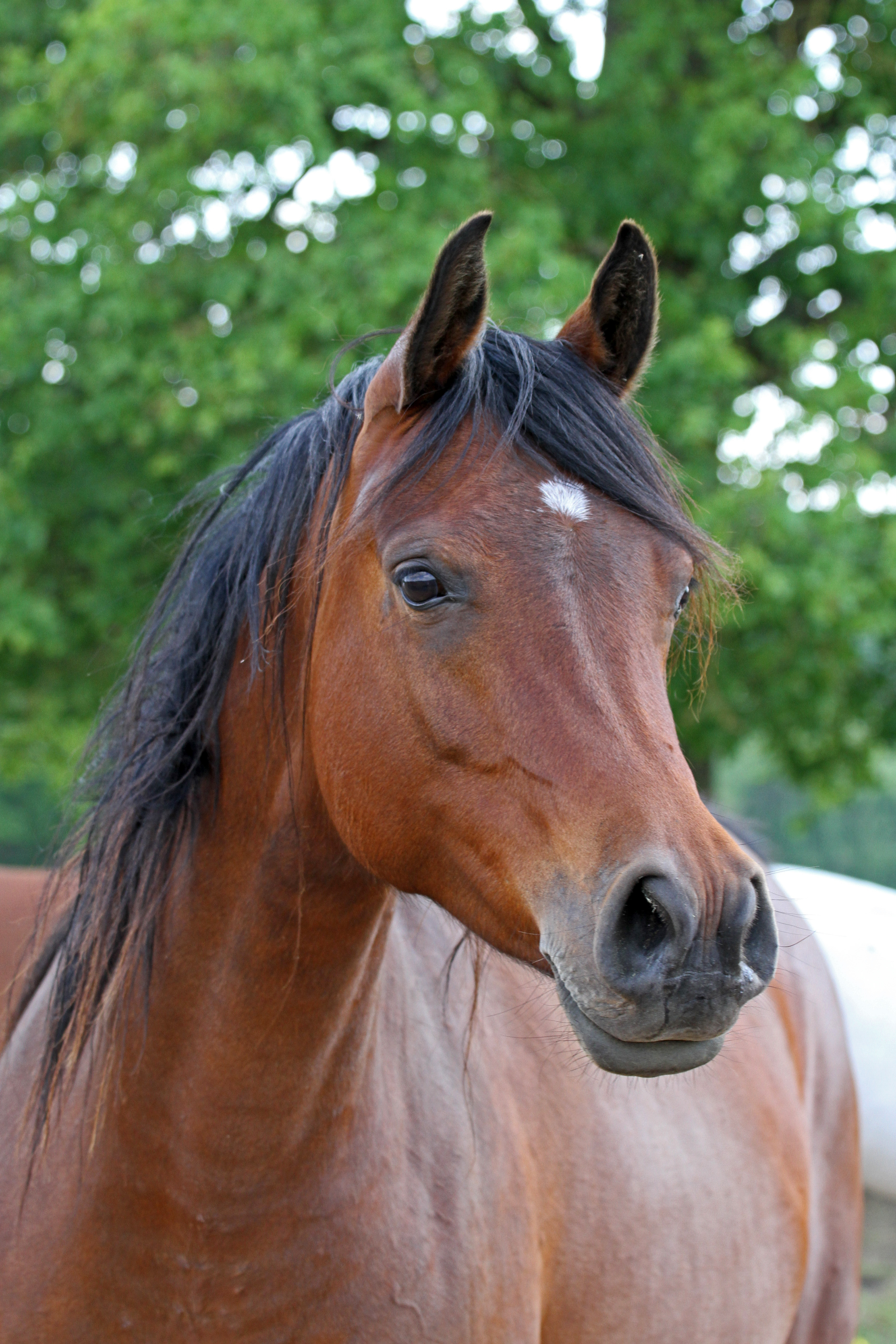 Agmal Pseleema AJ Mardan x JB Psynderella 2019 mare