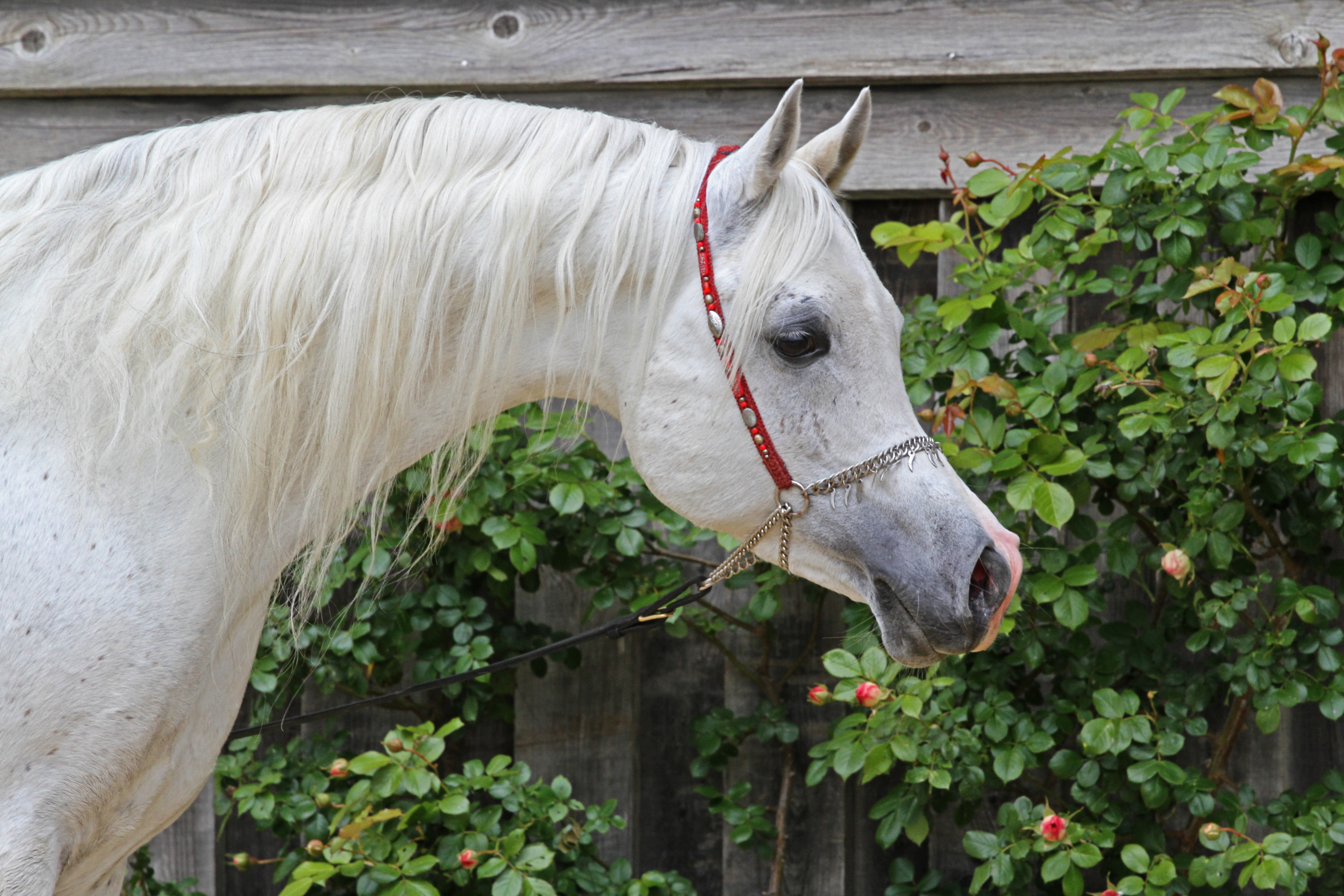 Al Wahab AA Laheeb x The Vision HG straight Egyptian strallion