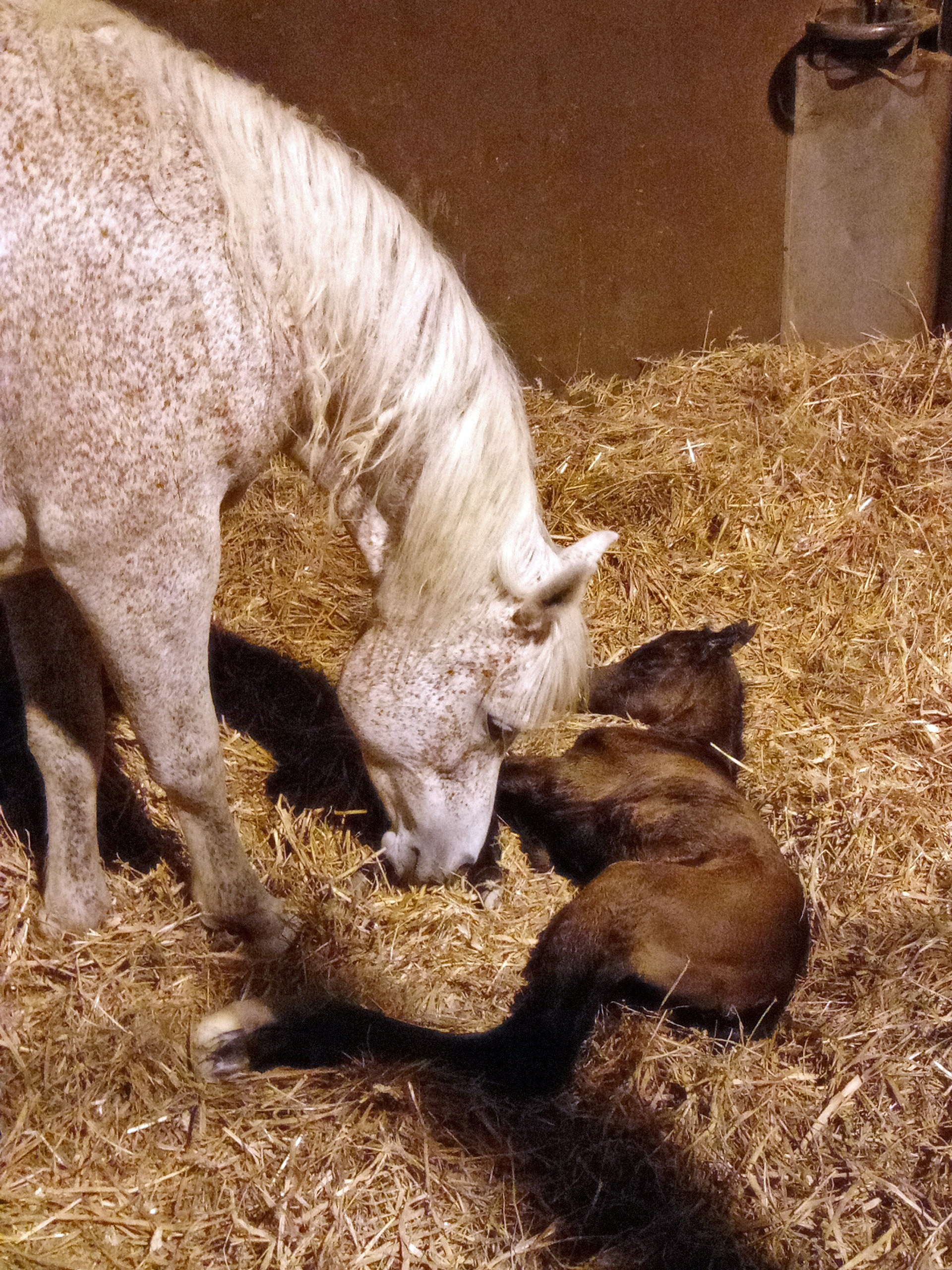 Just born JB Precious and colt by Sharahm