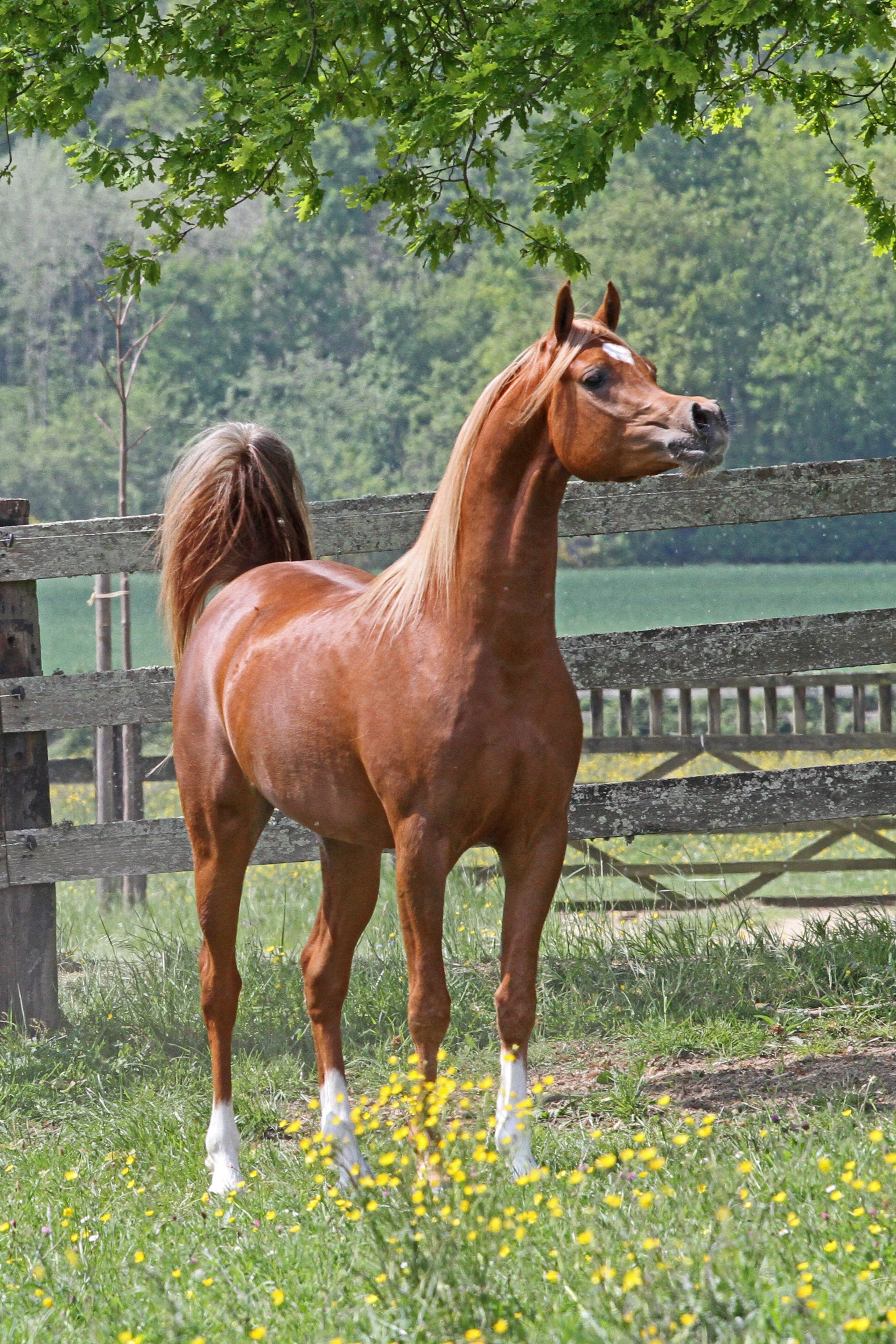 Kayani JJ AJ Nawash x Sahara Khipsyche 3 yr old colt 2