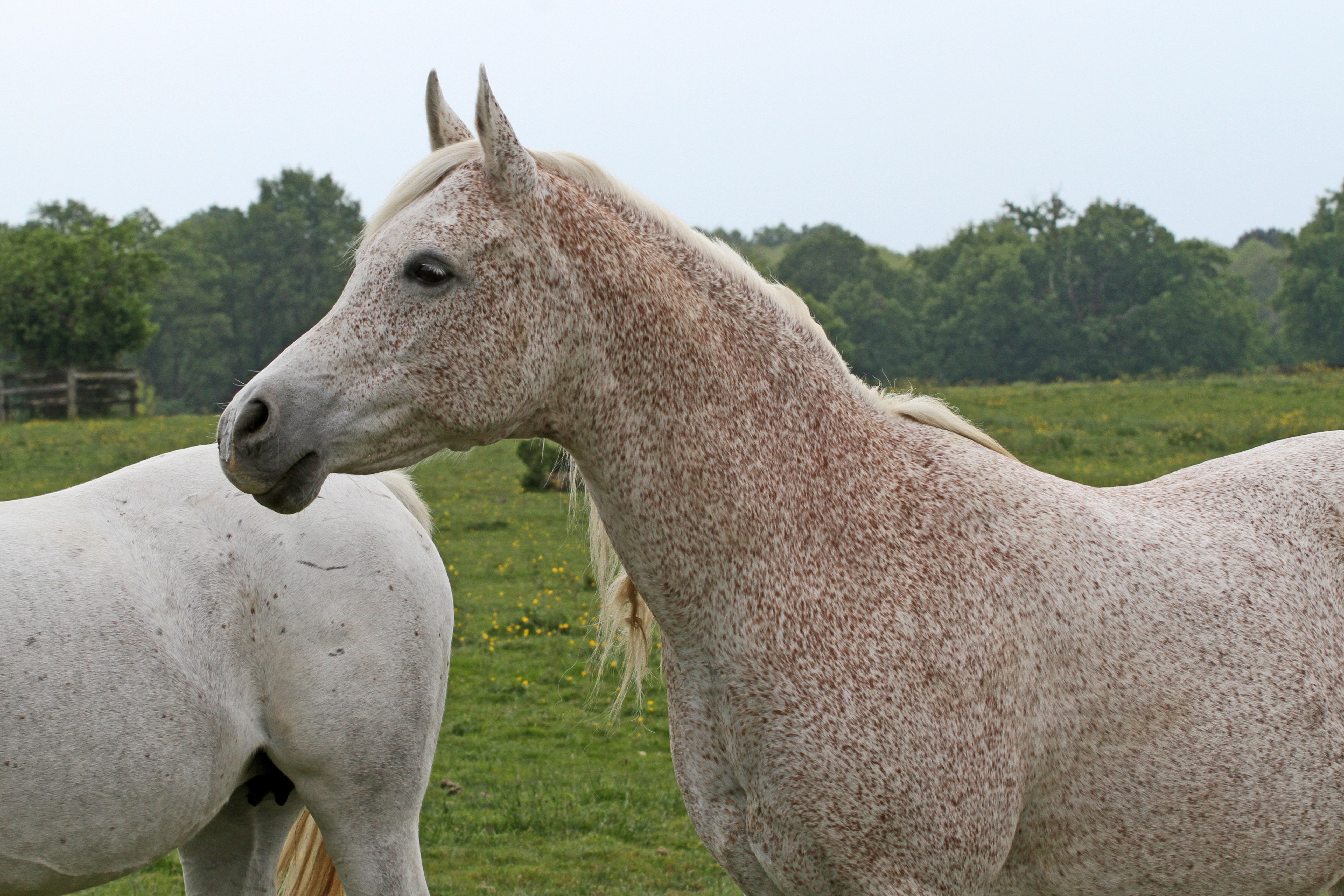 JB Precious Al Fakhhir x JB Prizcilla with colt by Sharahm