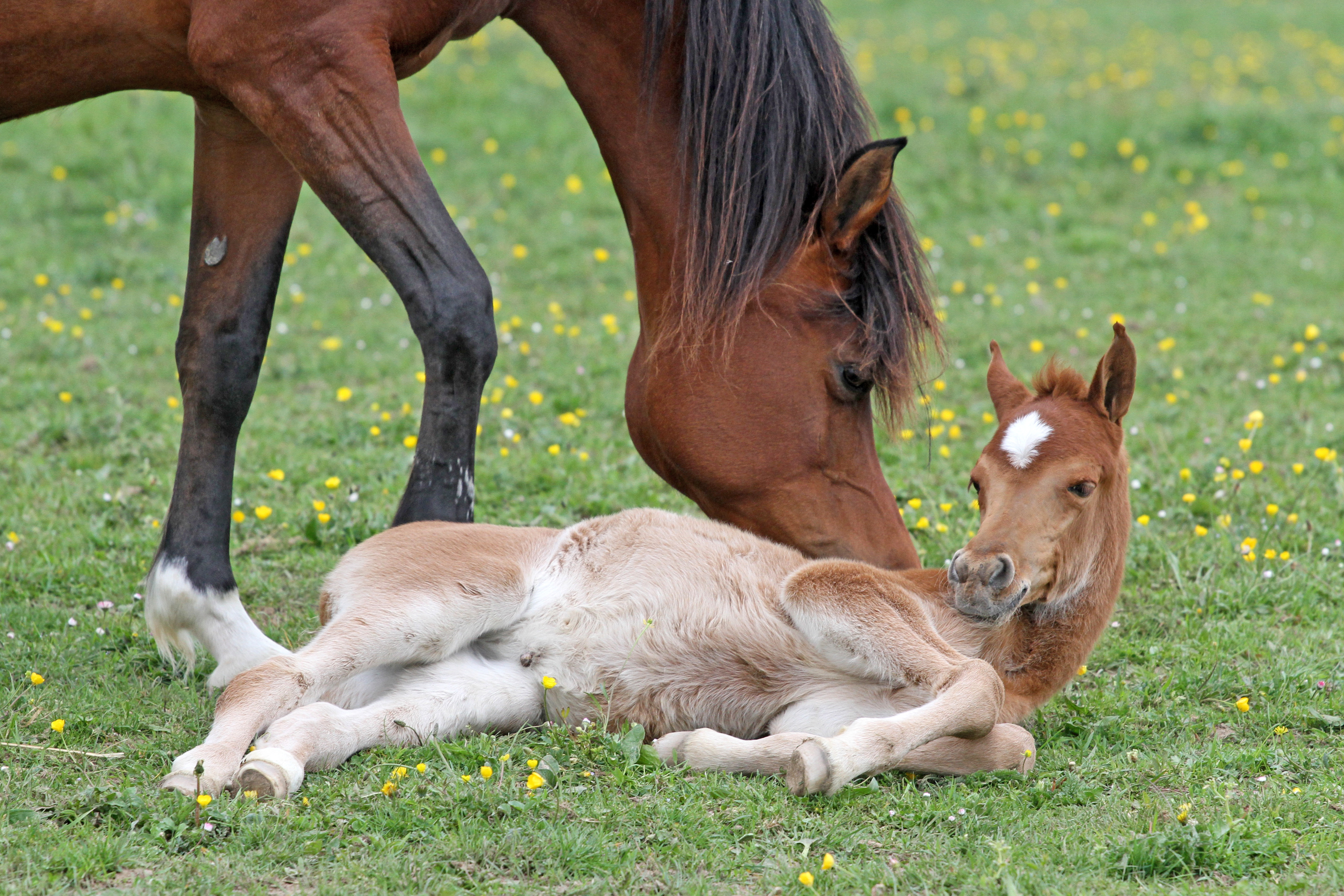 1 day old colt Agnal Parsa Sharahm x JB Precious