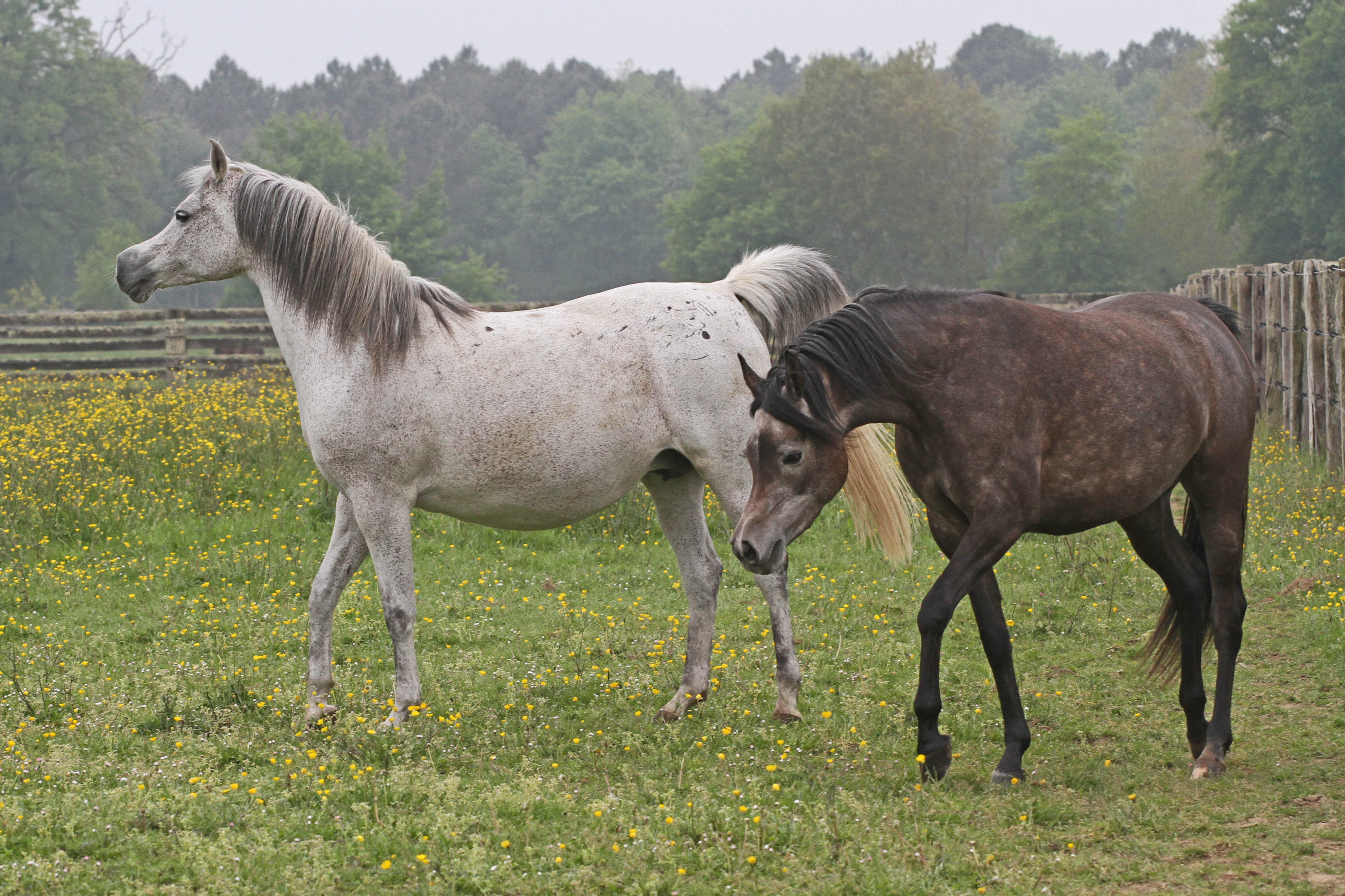 Jwahira JJ Sharahm x Jullya Bey Jamaal 2019 mare