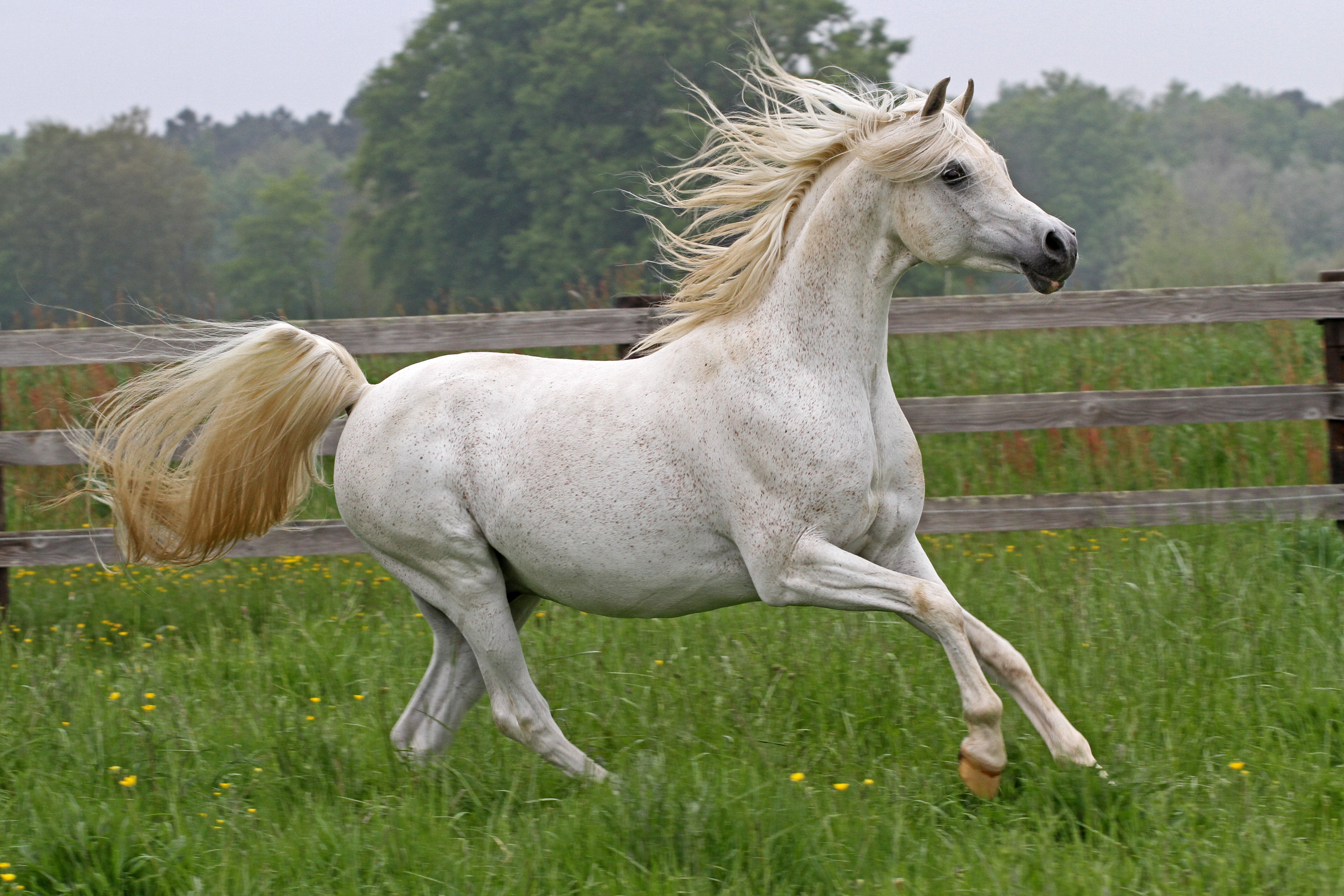 RP Burj Al Arab WH Justice x Pamira Bint Psytadel 2012 stallion 1