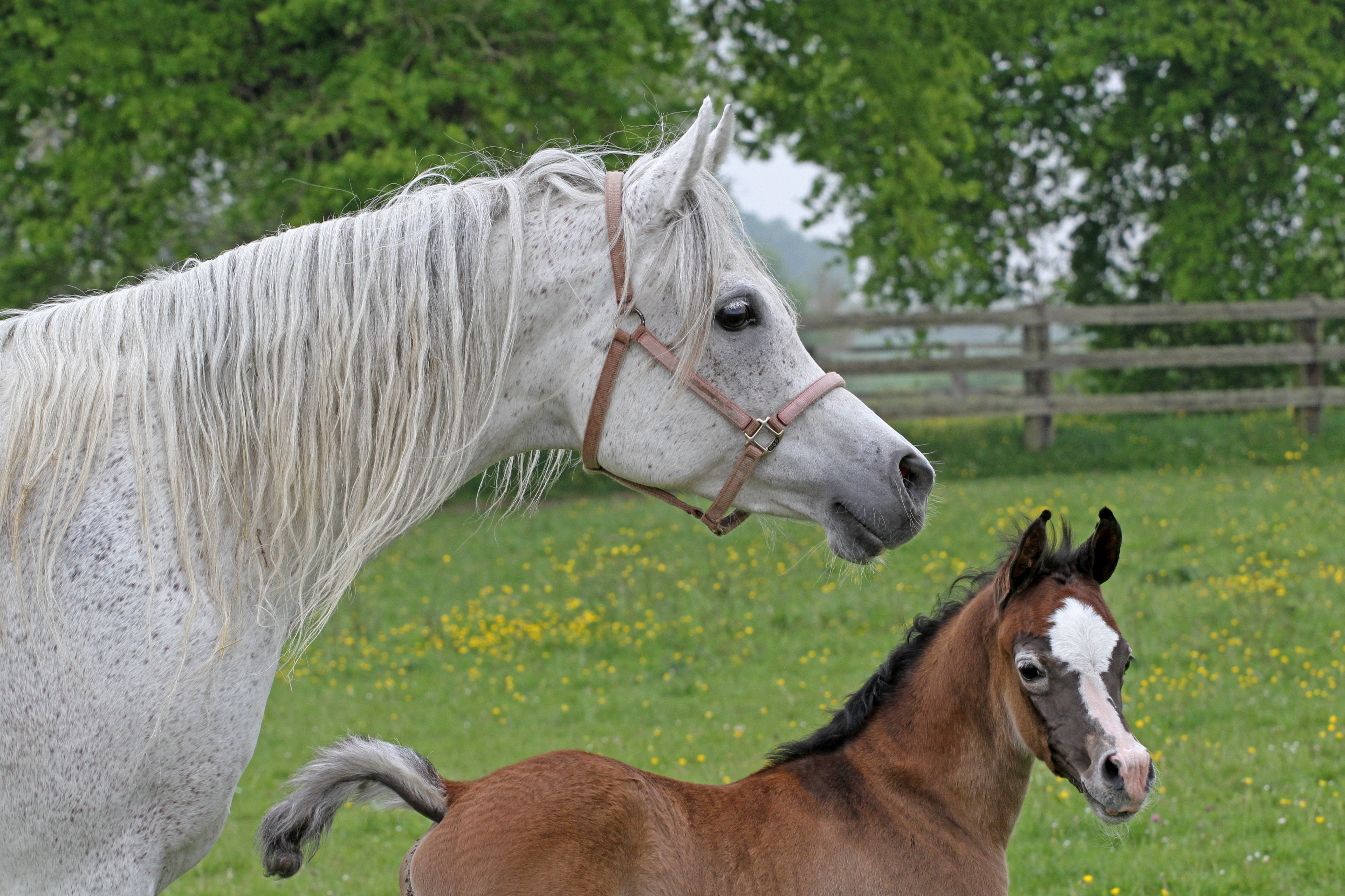 Safeerah K Parys K x Savannah K and filly by Talaal Serondella