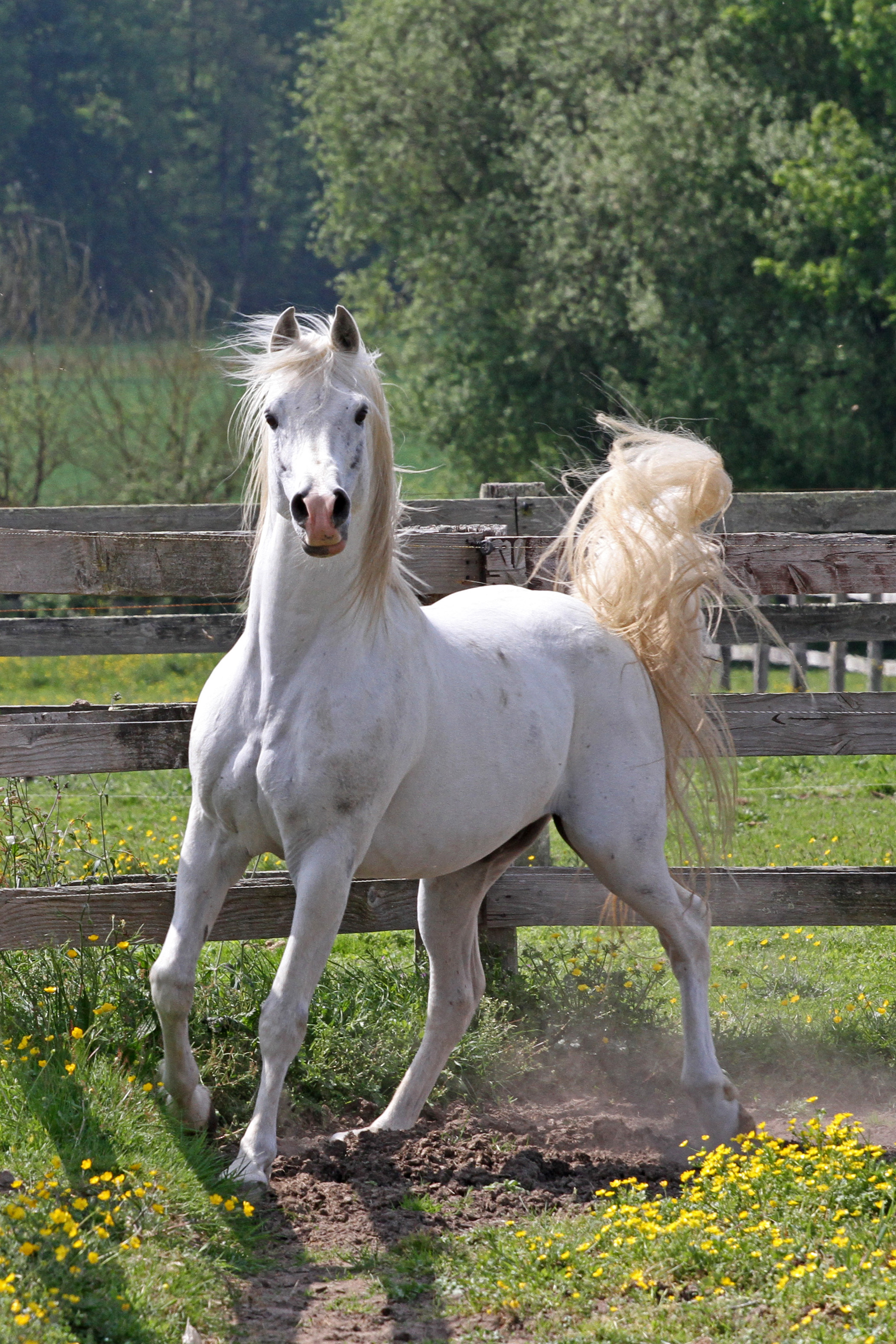 Sharahm Gharam x Sorella 2008 stallion 3