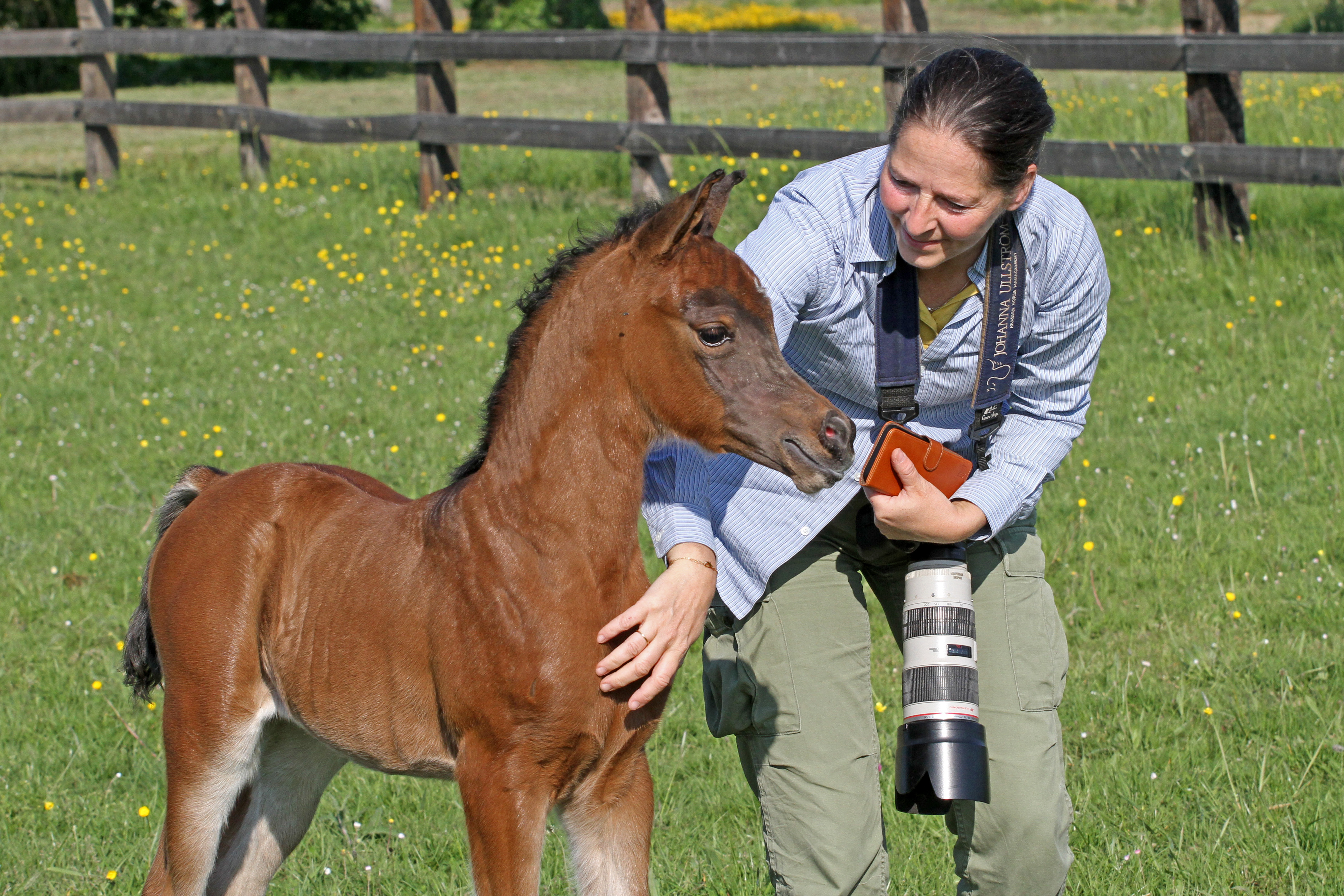 Shenandoah JJ Parys K x GT Shahaarah 1