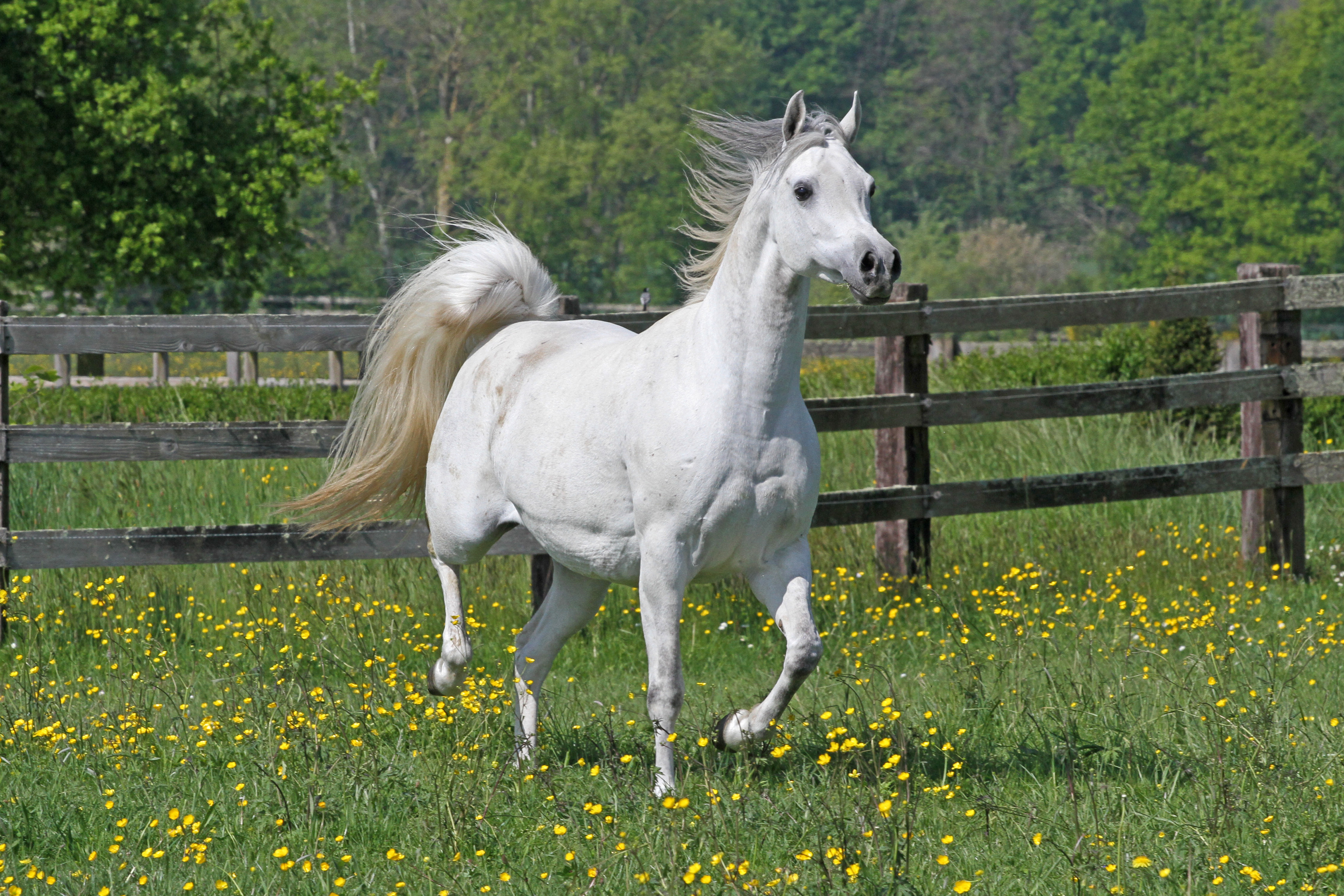 Shirin JJ Sharahm x SK Shaklina 2016 mare