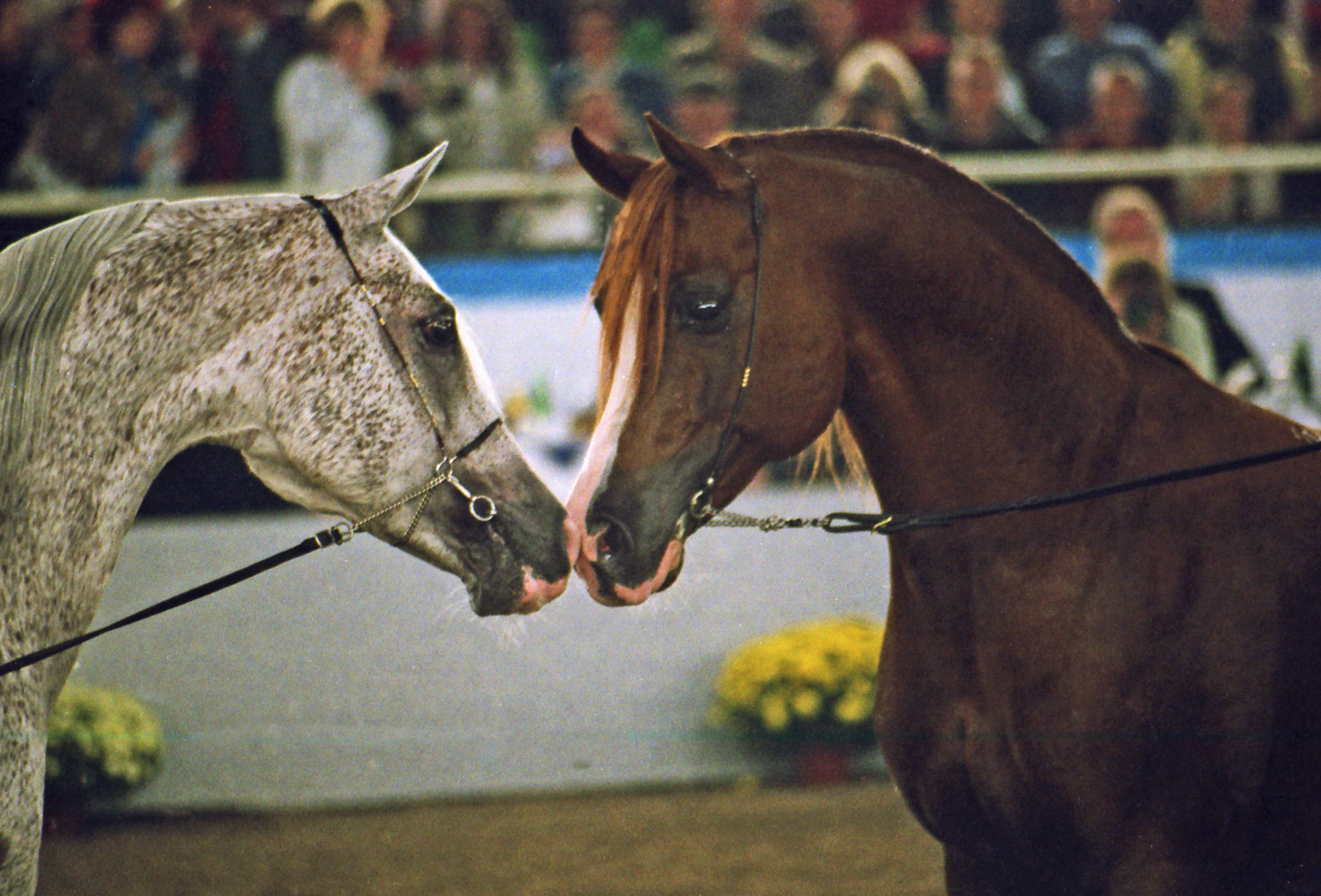 09. Vodolej and Kubinec