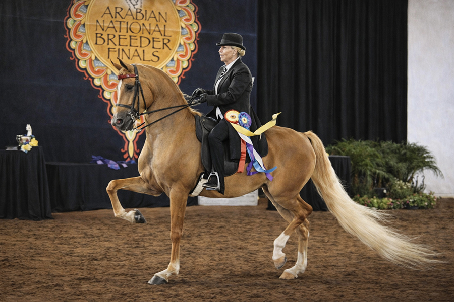 Dr. Nancy O’Reilly in the show ring