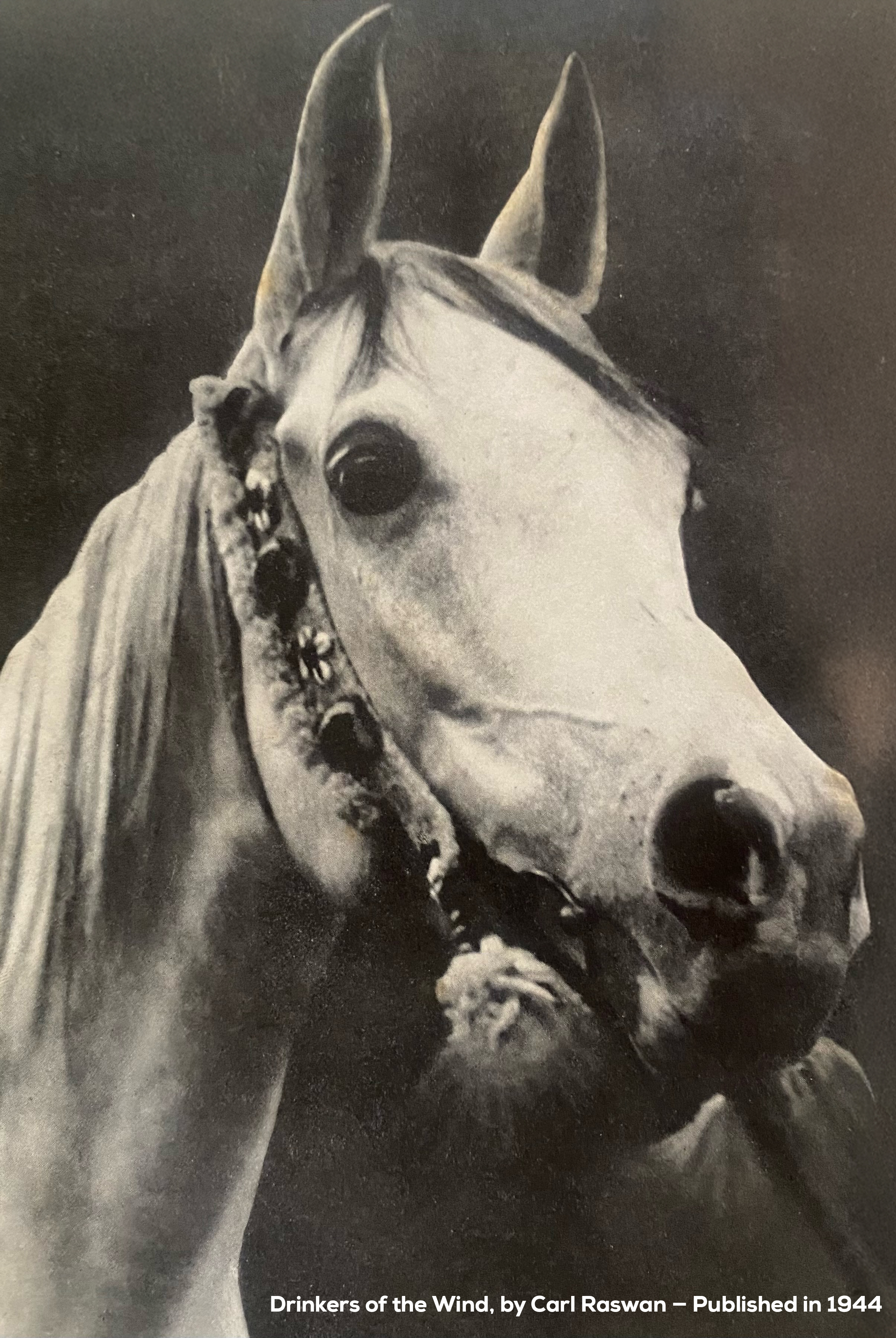 Whispers from the Tent — The Arabian is ...