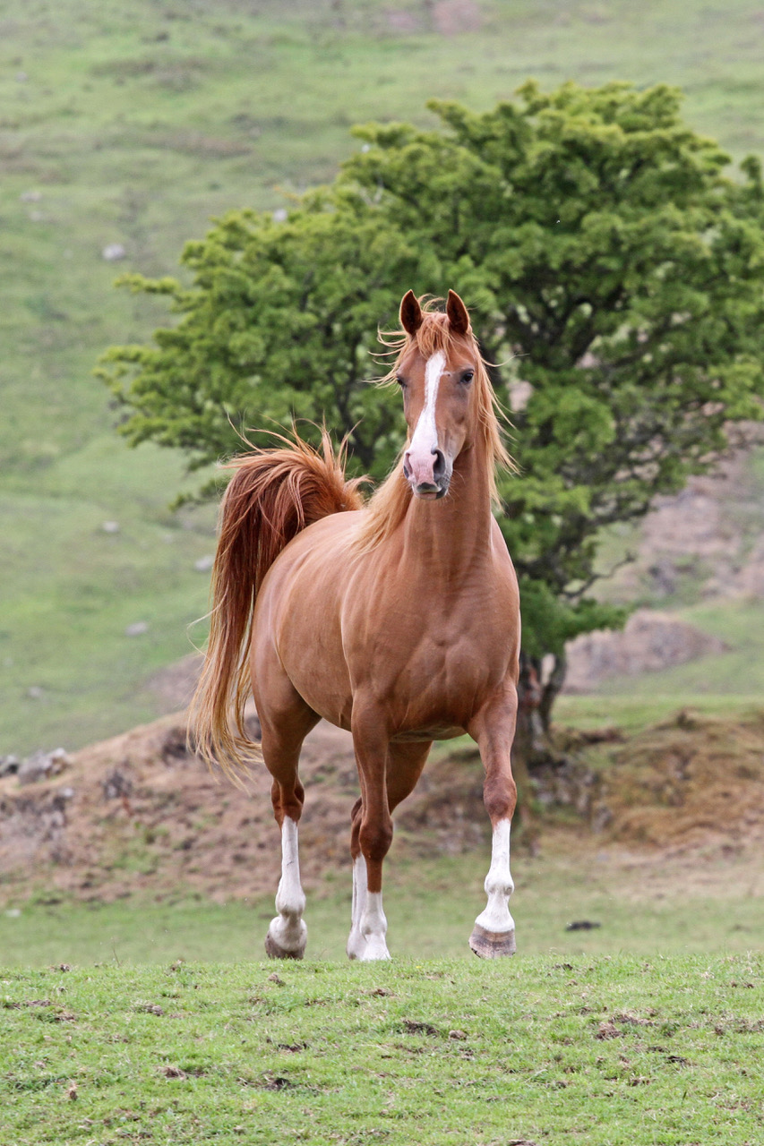 Seren Golden Wings 17