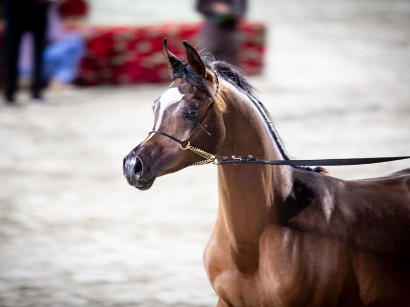 adam el said gold ycoltoi7a1969 adam el said gold ycoltoi7a1969