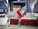 aj fawzah gold fillyoi7a1499