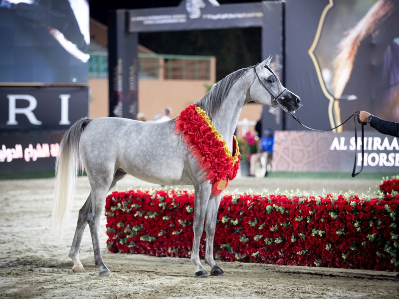 aj fawzah gold fillyoi7a1499 aj fawzah gold fillyoi7a1499