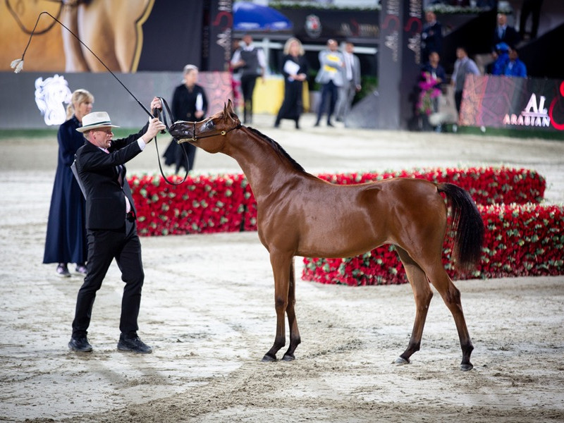 al aryam harbah gold yfillyoi7a1083 al aryam harbah gold yfillyoi7a1083