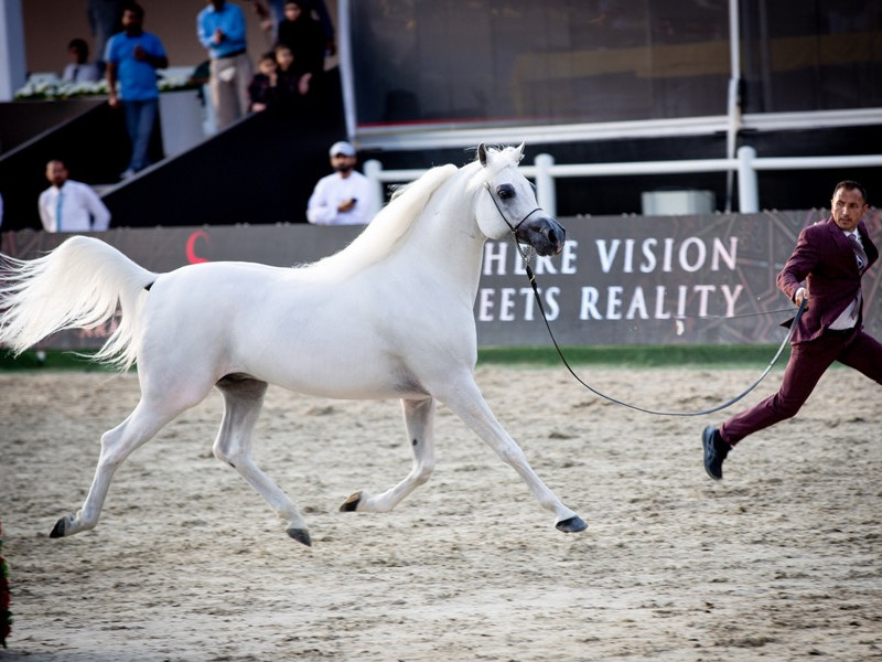 e.s. prince gold sstallionoi7a9700 e.s. prince gold sstallionoi7a9700