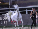 rp burj al arab silver champion stallion 91519e77 686e246 9617 57d589e72ddb