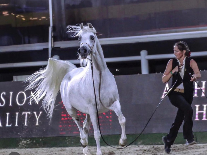 rp burj al arab silver champion stallion 91519e77 686e246 9617 57d589e72ddb rp burj al arab silver champion stallion 91519e77 686e246 9617 57d589e72ddb