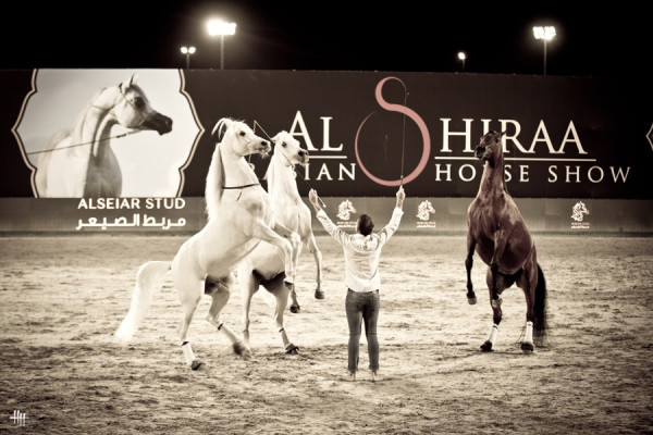 2024 al shiraa show mares rearing 2024 al shiraa show mares rearing