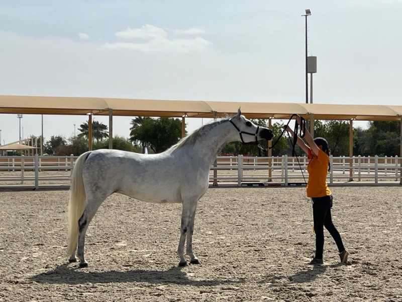 shirin jj standup shirin jj standup