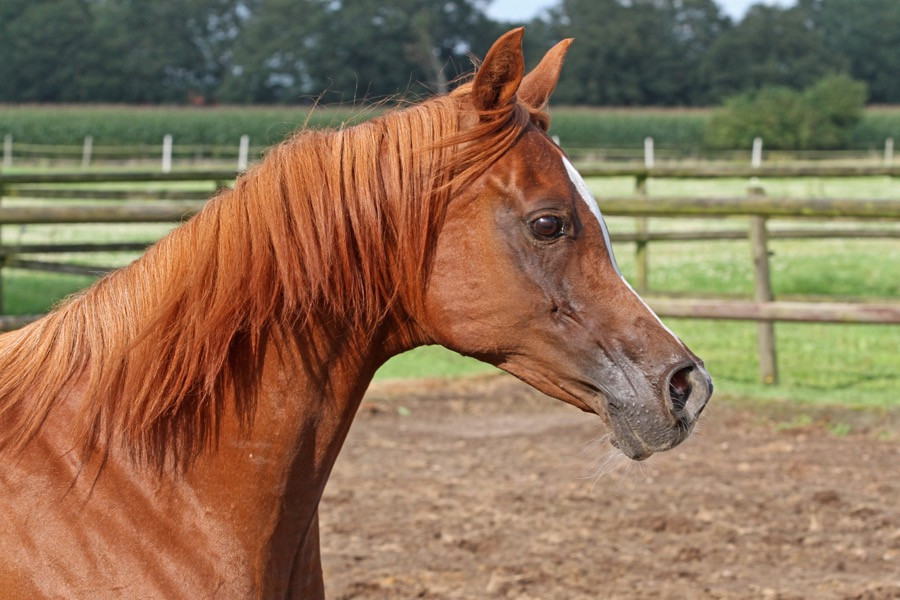 04. el thay mayassa 24   04. el thay mayassa 24