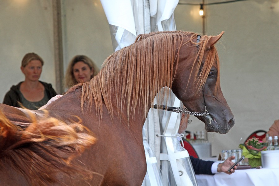 07. nk laziz 24   07. nk laziz 24