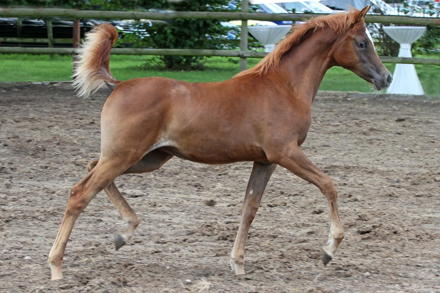 08. el thay kholoud al sabah 24   08. el thay kholoud al sabah 24