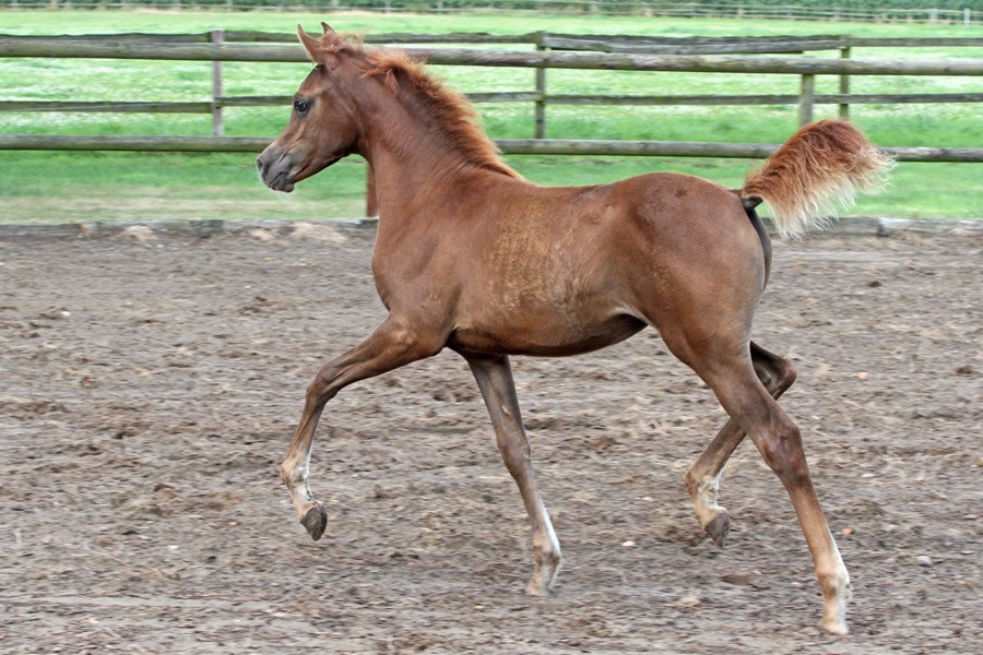 09. el thay manar al sabah 24   09. el thay manar al sabah 24