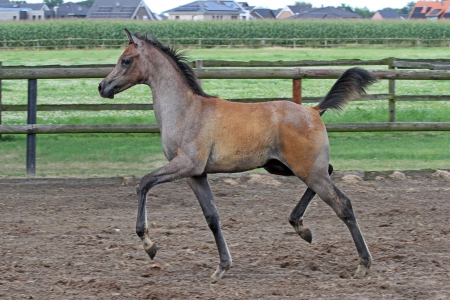 10. el thay mazyoon 24   10. el thay mazyoon 24