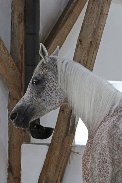 15. muneera al qusar 24   15. muneera al qusar 24