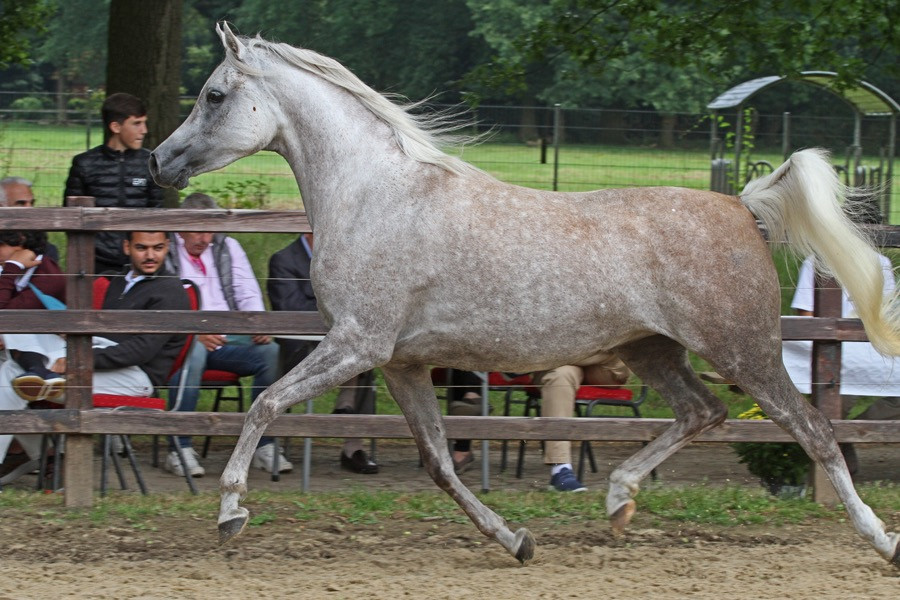 17. masuda al qusar 24   17. masuda al qusar 24